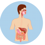 Digestive Tract