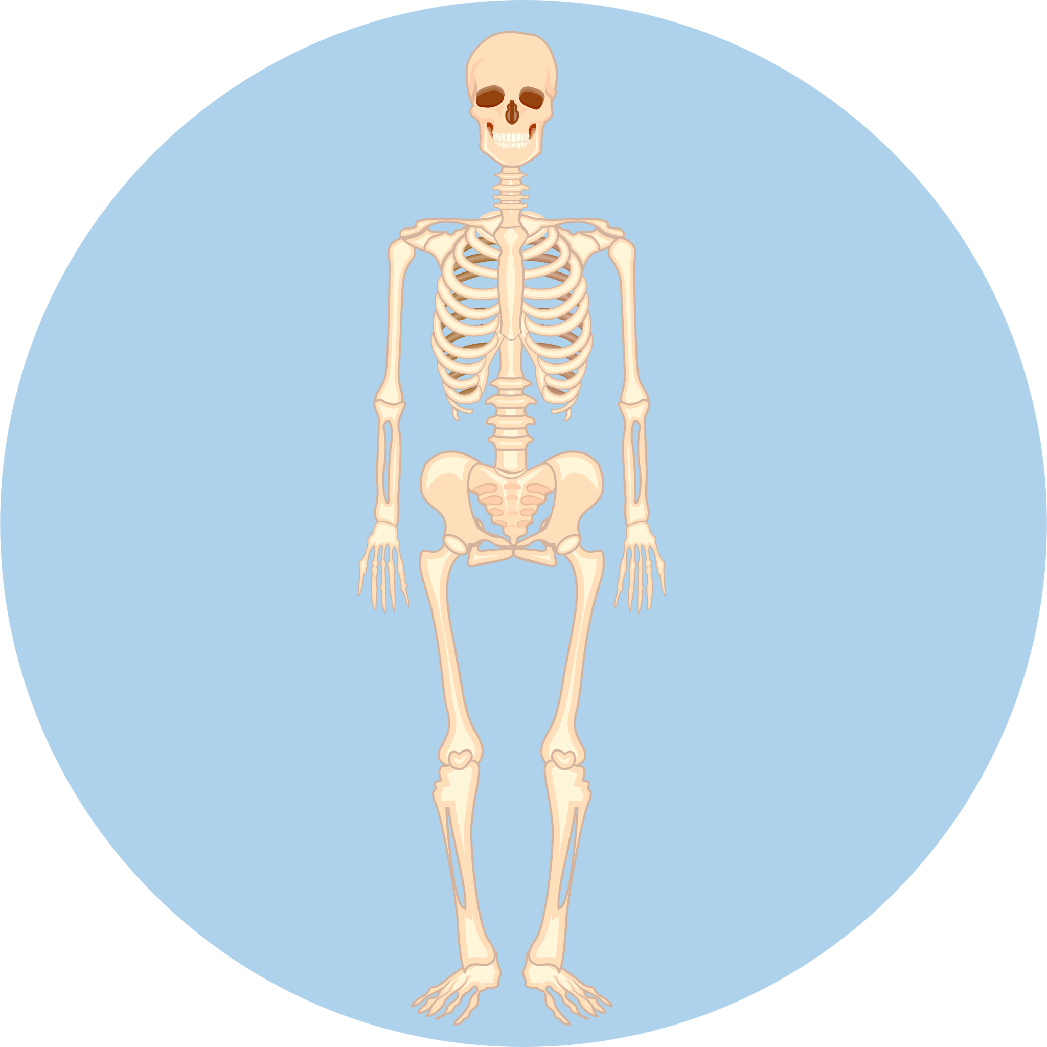 Skeltal Systems